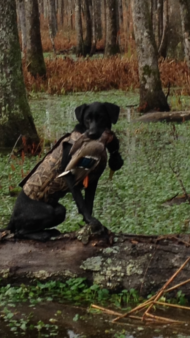 HR Heehawin Jeepers Hang Loose Mobility Service Dog | Black Labrador Retriver