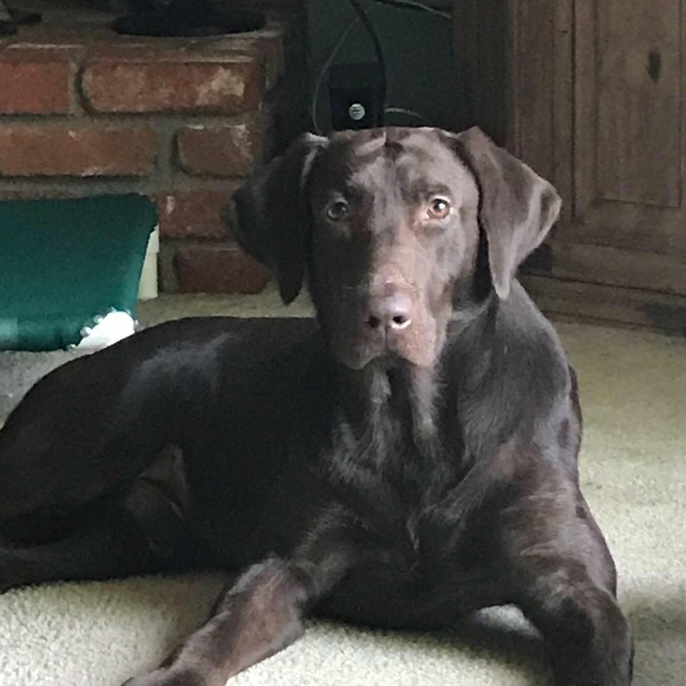 RJ's Show-Me Hunter SH | Chocolate Labrador Retriver