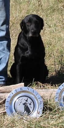 HRCH Washita's Paintin' The Town MH | Black Labrador Retriver