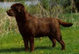 BISS CH Muskelunge's Java Java Tartan | Chocolate Labrador Retriver