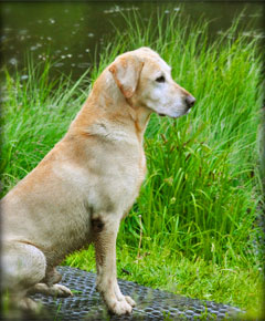 NMH GMHRCH The Sagacious Wild Thing QAA MH | Yellow Labrador Retriver