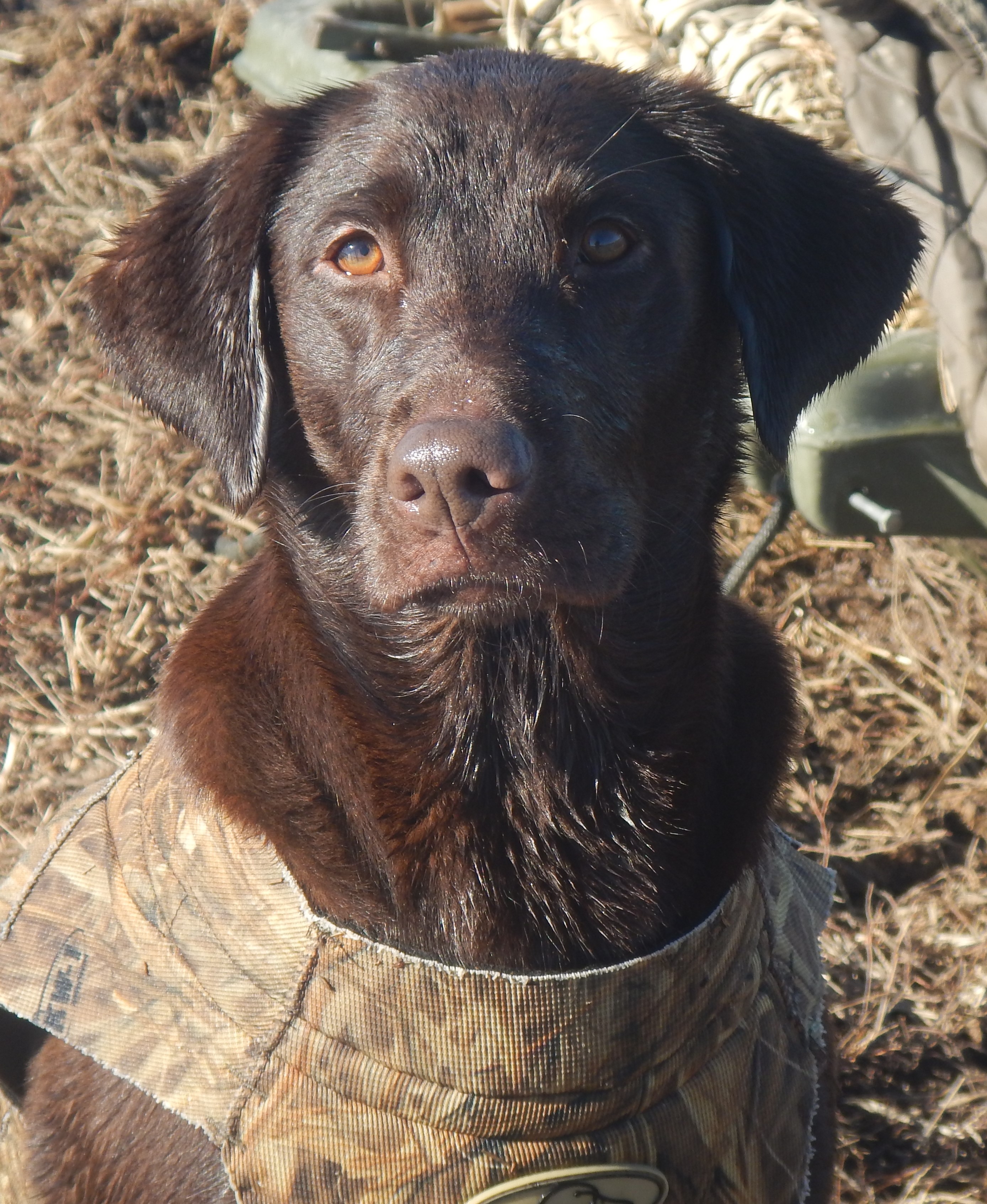 HRCH UH BWD's Fight Like A Girl | Chocolate Labrador Retriver