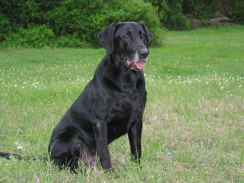 4XGRHRCH Come Back Radar Son Of Shane MH | Black Labrador Retriver