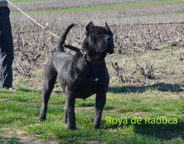 Roya de Raduca | Perro de Presa Canario 