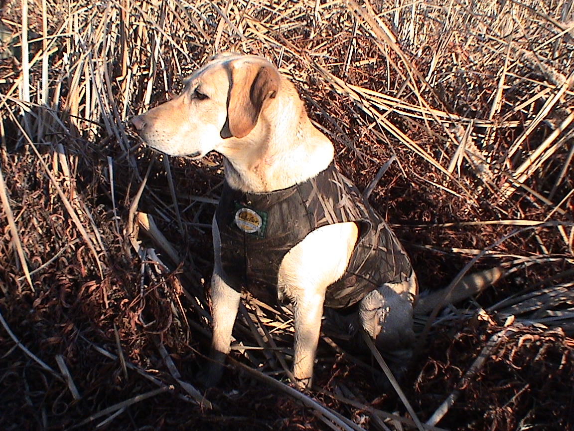 Drake's Bay River Hunter JH | Yellow Labrador Retriver