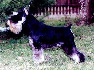 Bandsmans Why Not | Miniature Schnauzer 