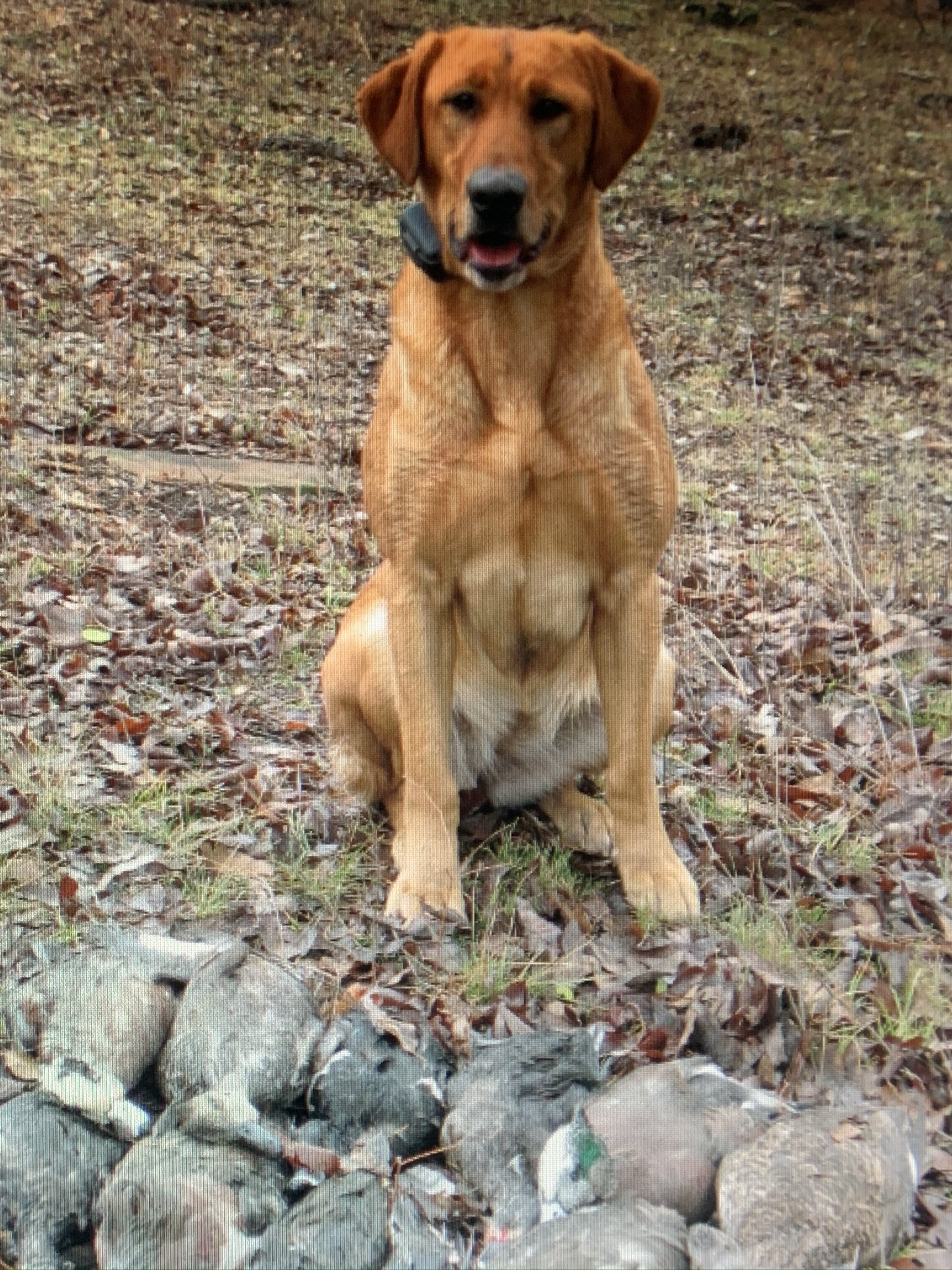 Archway's Dancin' For Dollars SH | Yellow Labrador Retriver