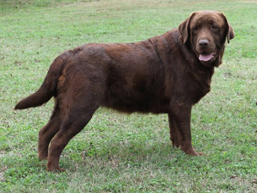 Bonaventure's Elizabeth | Chocolate Labrador Retriver