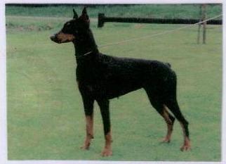 Britta v. Spiesbergen | Black Doberman Pinscher