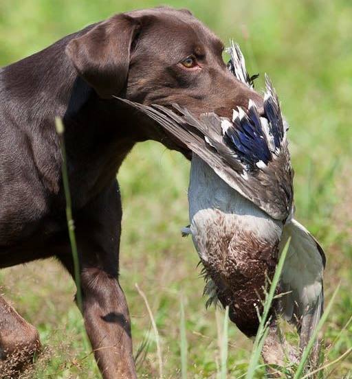 Shady Groves C&C Express MH WCX | Chocolate Labrador Retriver