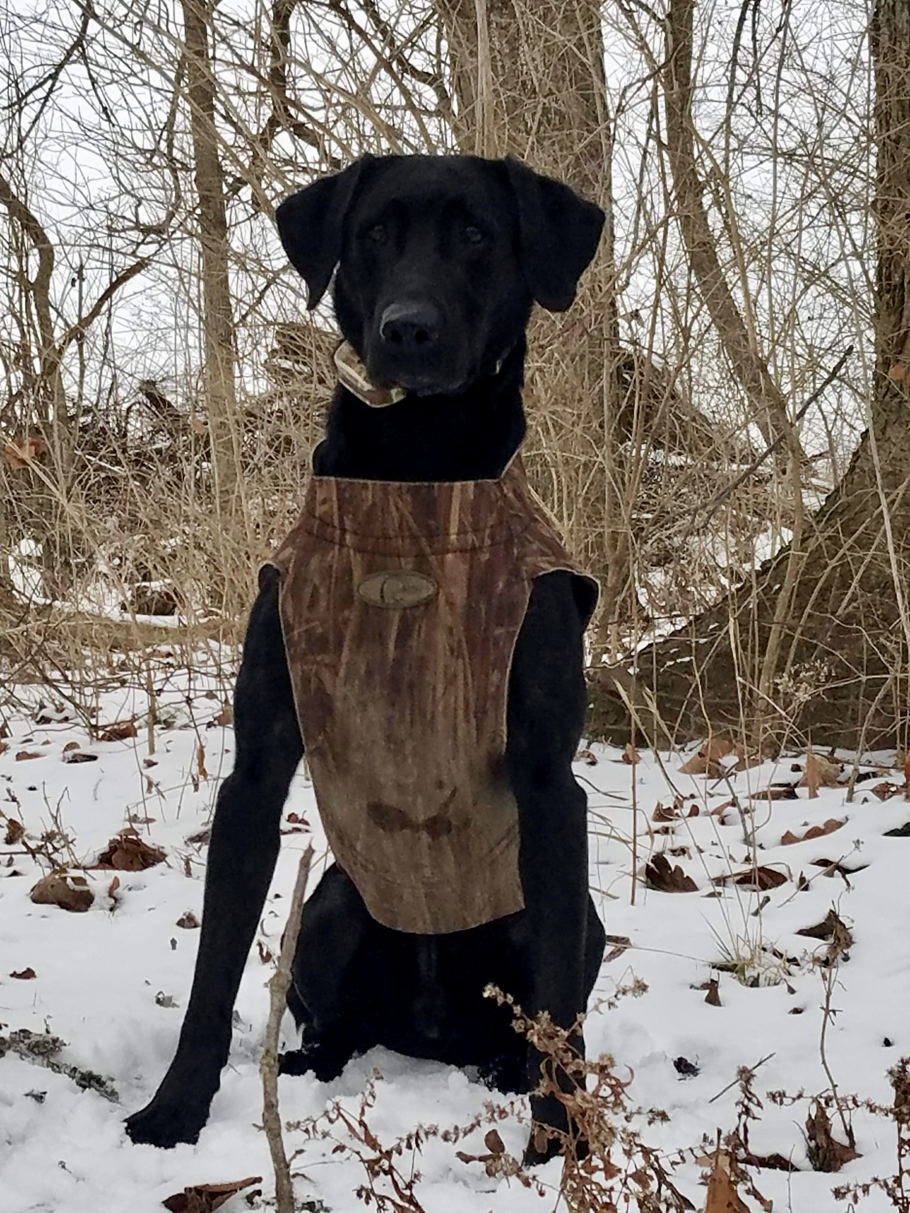 HRCH Peaks Hunt It Up Hank MH | Black Labrador Retriver