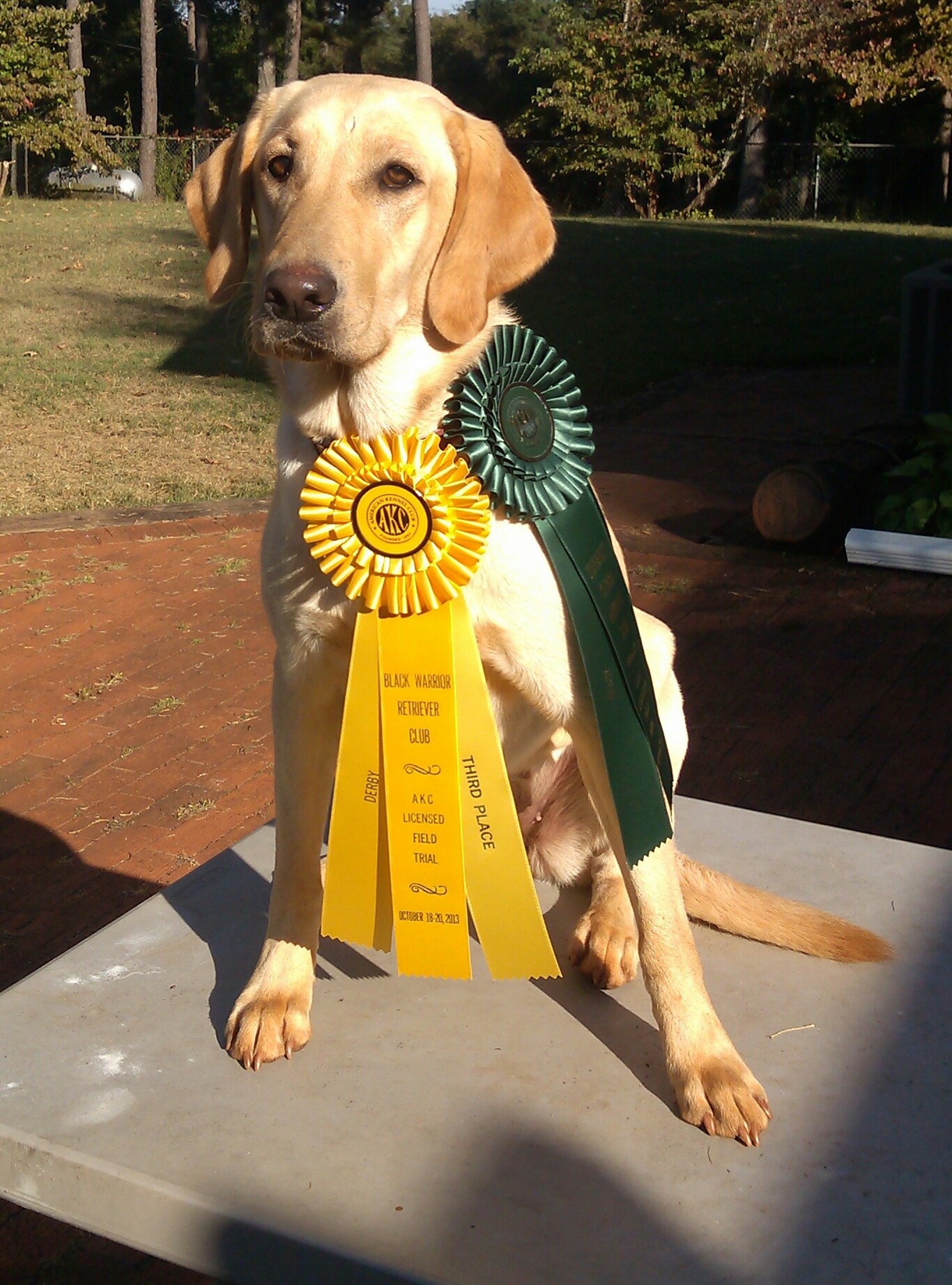 HRCH Just Sunn' My Buns ** | Yellow Labrador Retriver