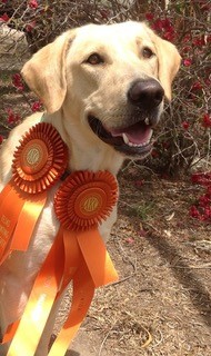 Baffin Bailey | Yellow Labrador Retriver