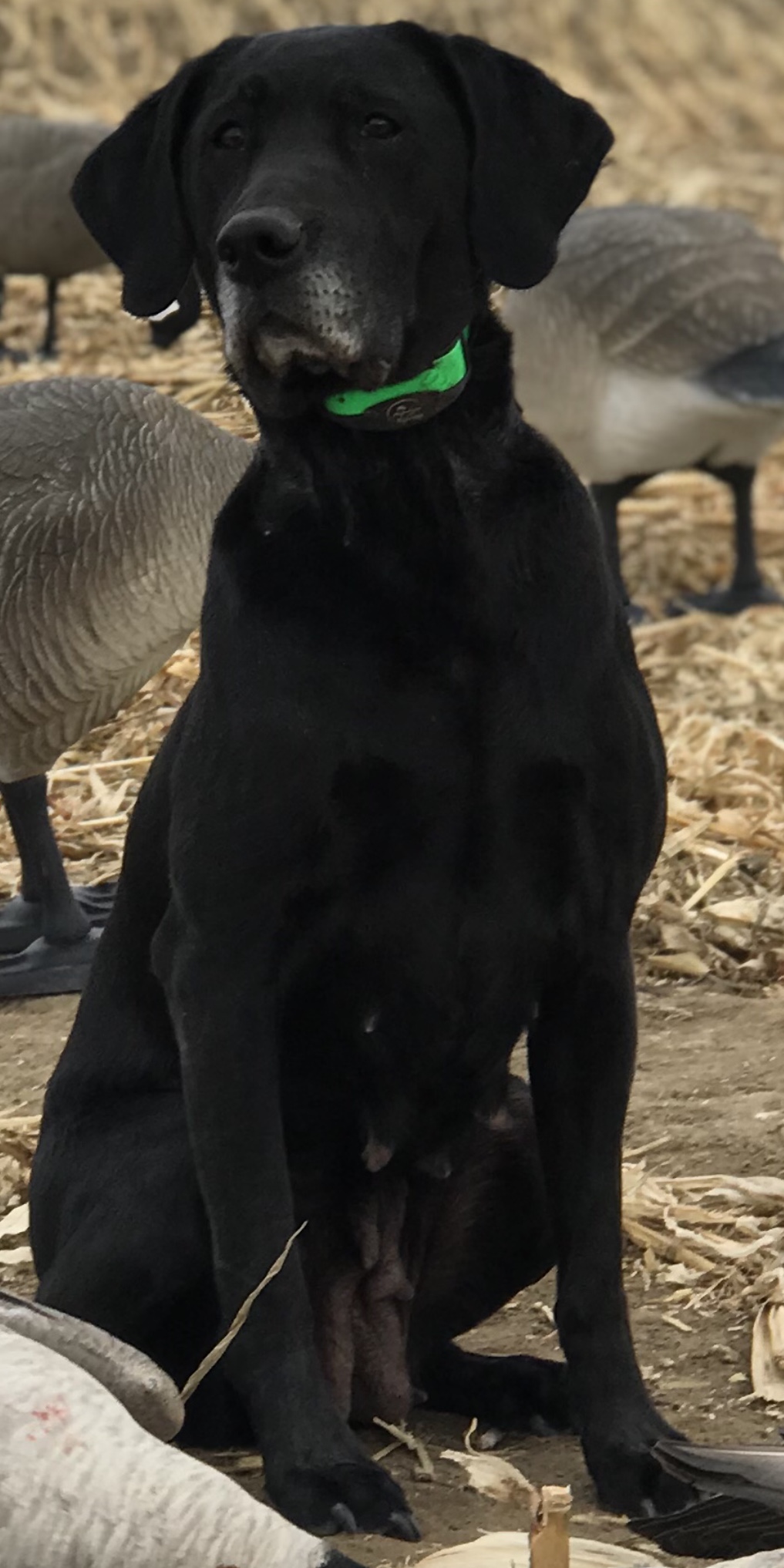 HRCH Fincher's Black Rain Tikka MH | Black Labrador Retriver