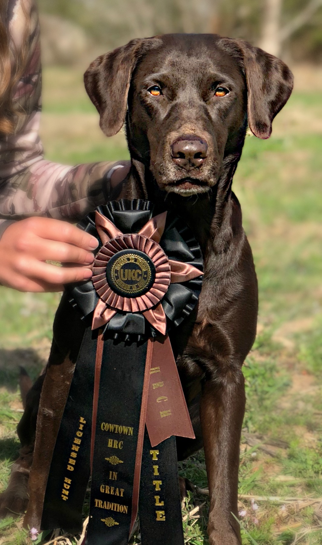 HRCH Elite's Sweet Texas Ginger SH | Chocolate Labrador Retriver