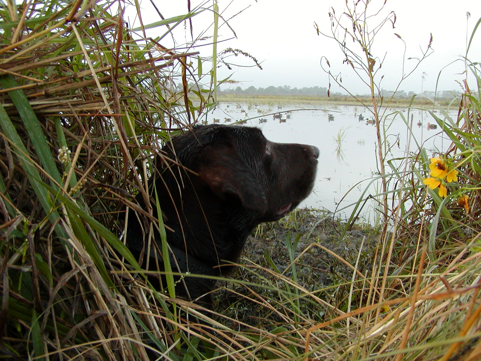 HR Gator Points Cajun Cody | Chocolate Labrador Retriver