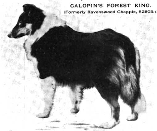 Galopin's Forest King (Ravenswood Chappie 082803) | Rough Collie 