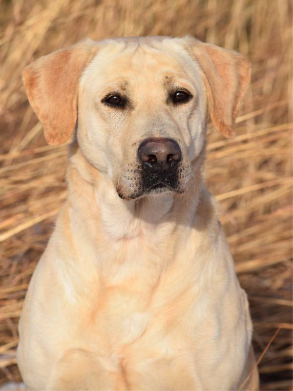 4xGMPR Antler Mountains Old No. 7 SH | Yellow Labrador Retriver