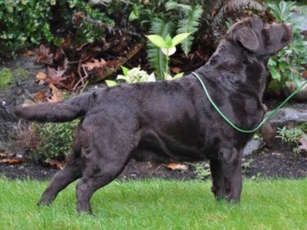 CH Nipntuck Rumrunner | Chocolate Labrador Retriver