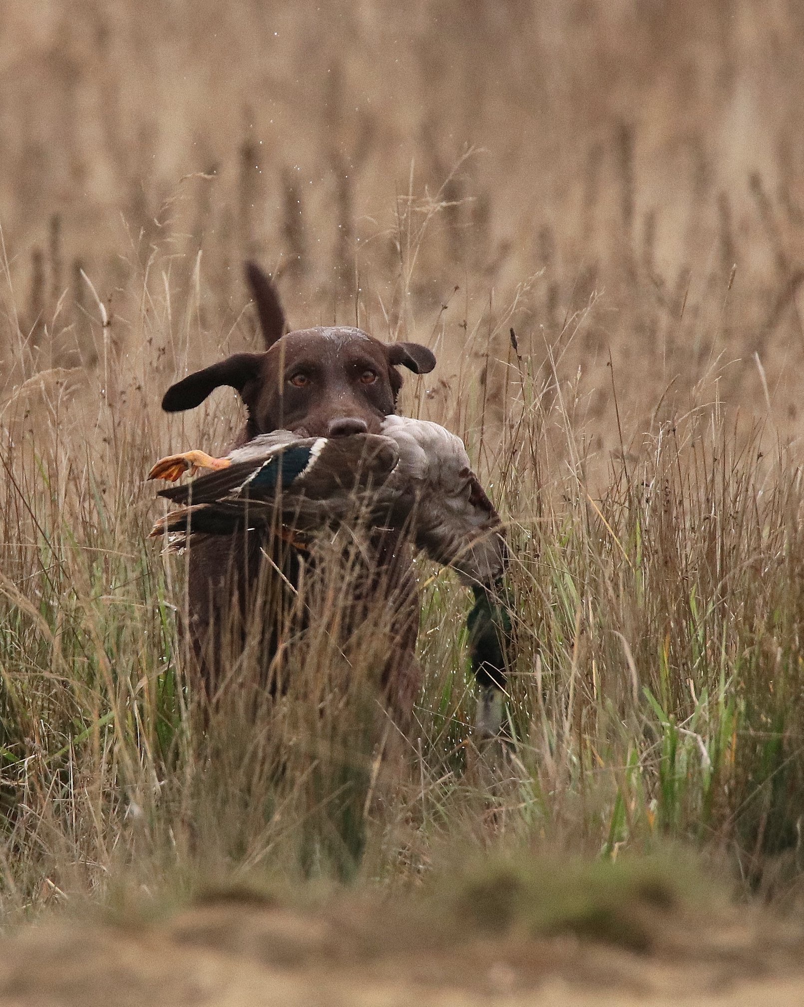 HRCH Cooper Jaxon Barnes MH QAA | Chocolate Labrador Retriver