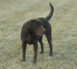 Mister Muddy Waters | Chocolate Labrador Retriver