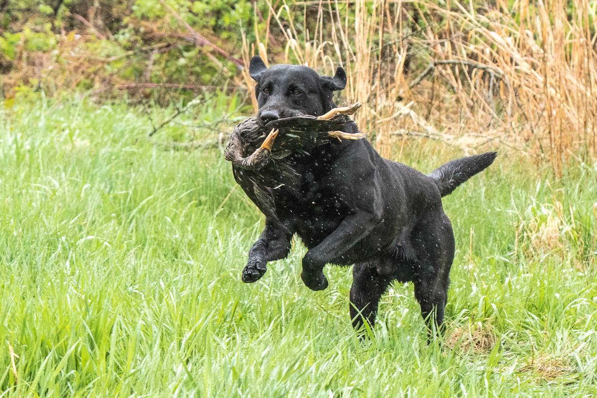 Steelshot's Just Happy To Be MH, QA2 | Black Labrador Retriver