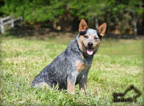 QUALITY HEELER'S LARA CROFT | Australian Cattle Dog 