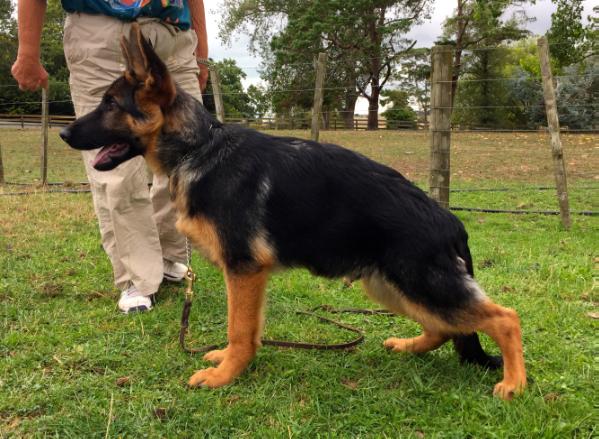 Reno vom Volkerson | German Shepherd Dog 