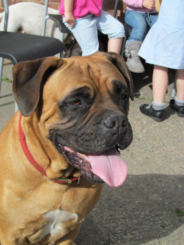 Murphys little fighter | Bullmastiff 