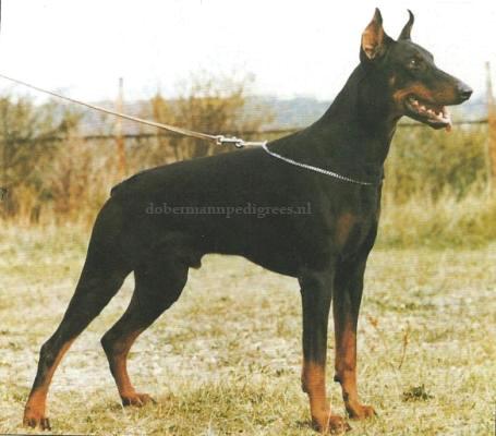 Graaf Aristo v. Neêrlands Stam | Black Doberman Pinscher