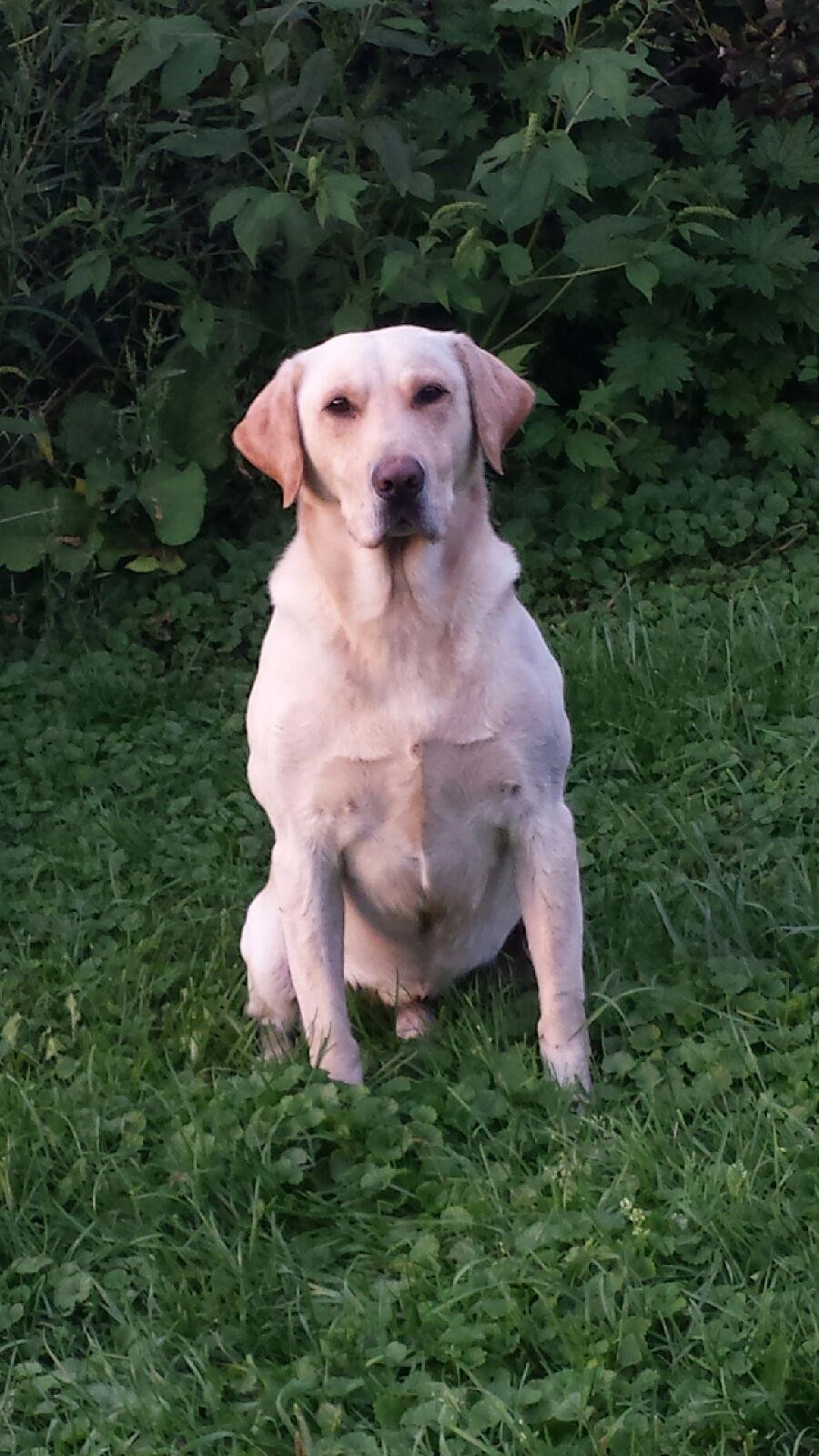 Aul's Willie Wonka Beau MH QAA | Yellow Labrador Retriver