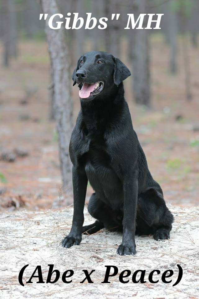 Bullard's Shotgun Gibbs MH15 | Black Labrador Retriver