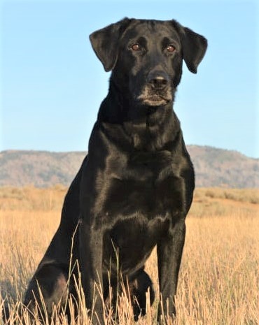 FC AFC Peace Maker | Black Labrador Retriver