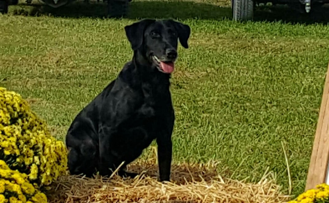 HRCH Piney Creeks Motor Broke MH | Black Labrador Retriver