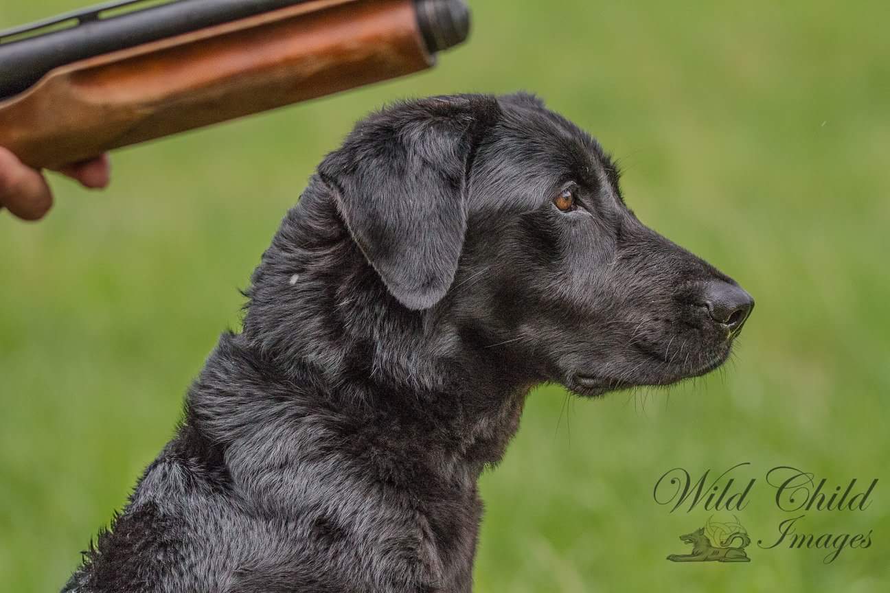 HRCH Owasco Valley's Delta Shadow Mayhem JH | Black Labrador Retriver