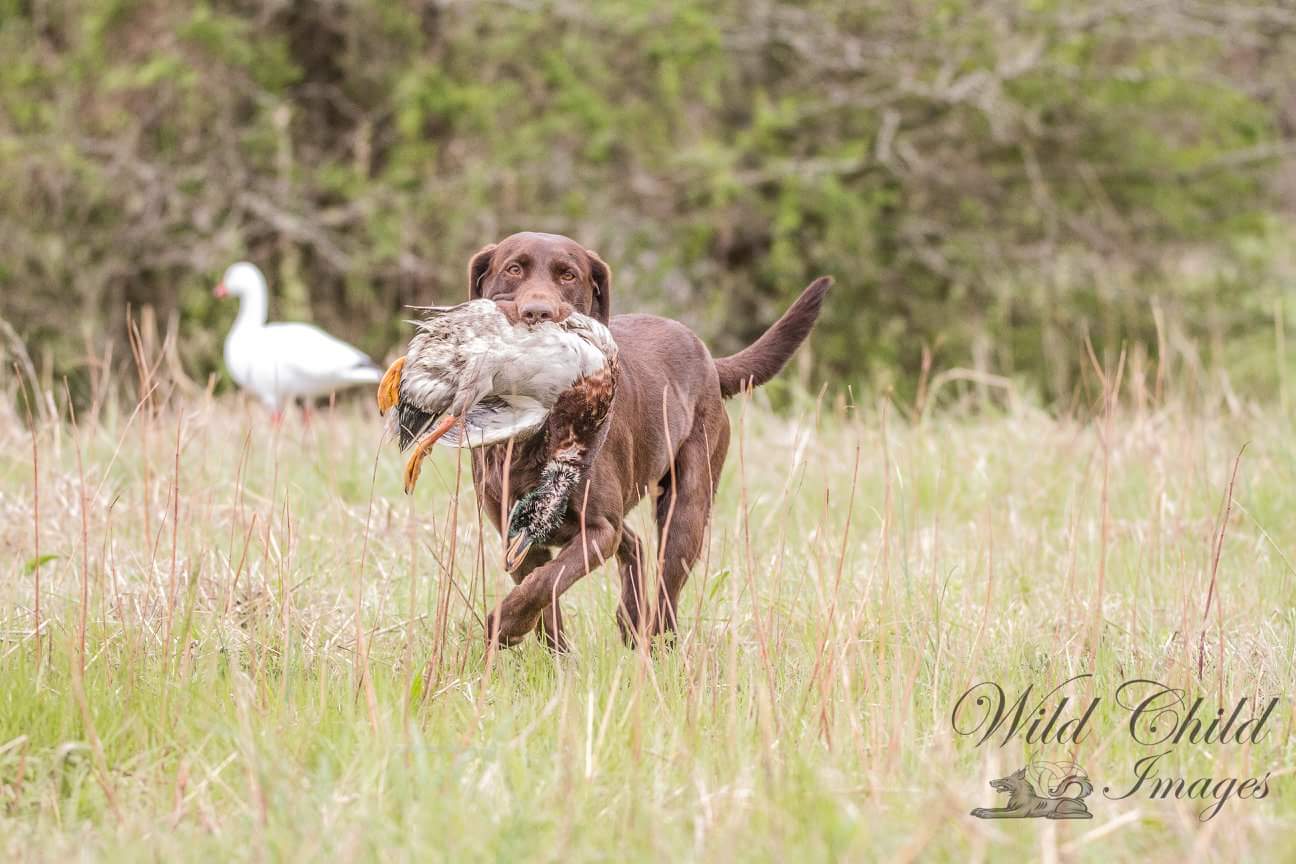 HRCH Owasco Valley's  Ambush Addy SH SHU | Chocolate Labrador Retriver