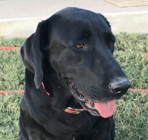 Hartland's Lil' Hola Hola | Black Labrador Retriver