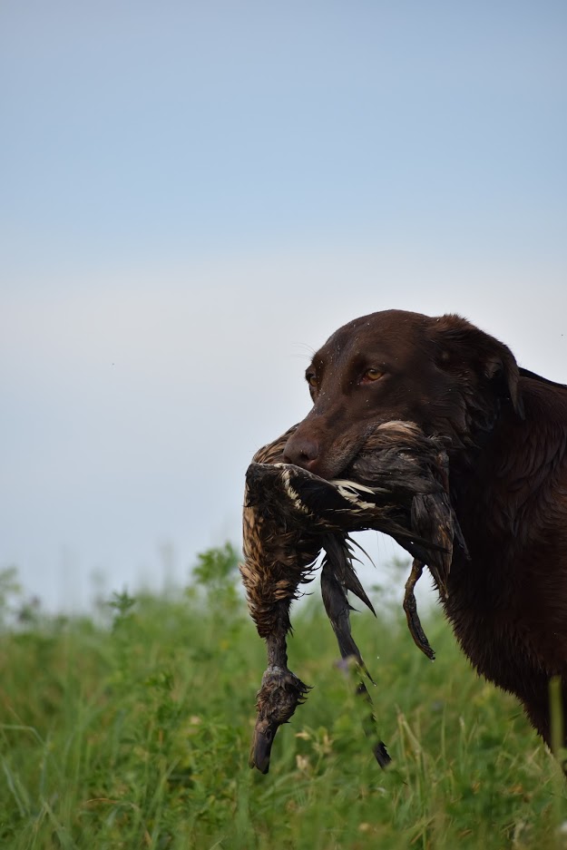 Twin Willows Lil Miss Zoey SH, QAA | Chocolate Labrador Retriver