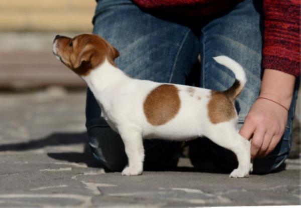 NIKOL KIDMAN Forward Ukraine | Jack Russell Terrier 