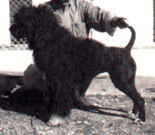 Lontra do Vale Negro | Portuguese Water Dog 