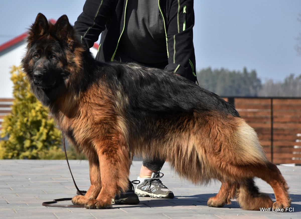 Fiona Wolf Vilage | German Shepherd Dog 