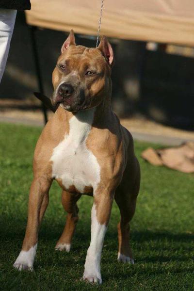 Wye-Deans Lucky Lady | American Staffordshire Terrier 