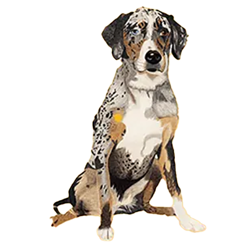 American-Leopard-Hound