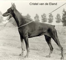 Cristel v.d. Eland (Christell) | Black Doberman Pinscher