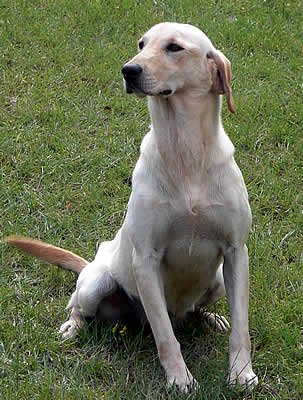 TTF Workingman's Nellie Girl | Yellow Labrador Retriver