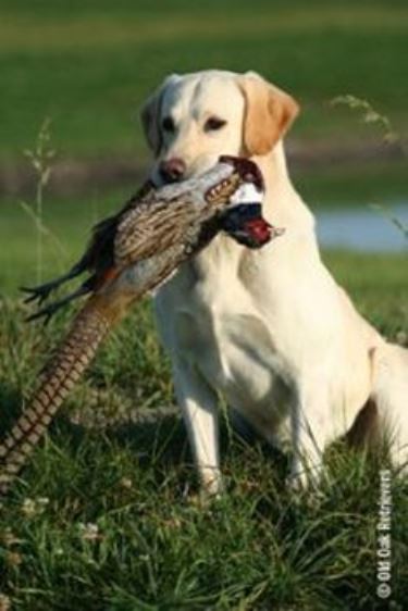 Millbuies Beech SH | Yellow Labrador Retriver