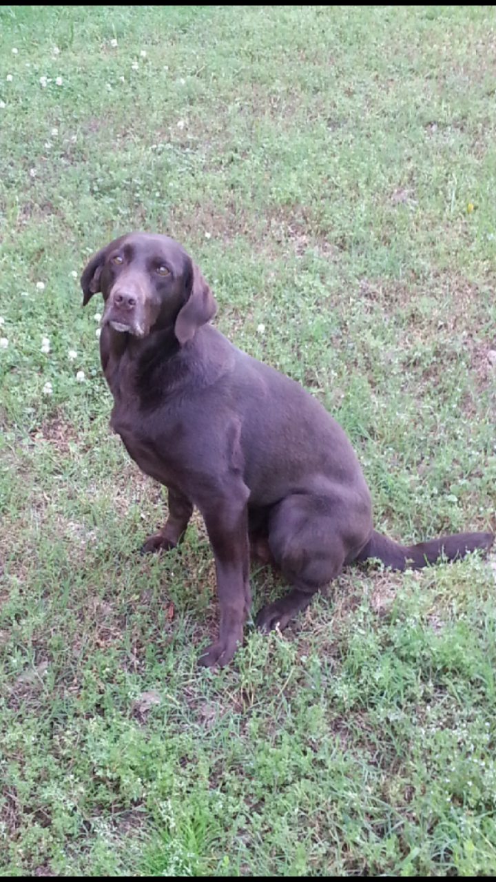 Browning's Kentucky Magnolia | Chocolate Labrador Retriver