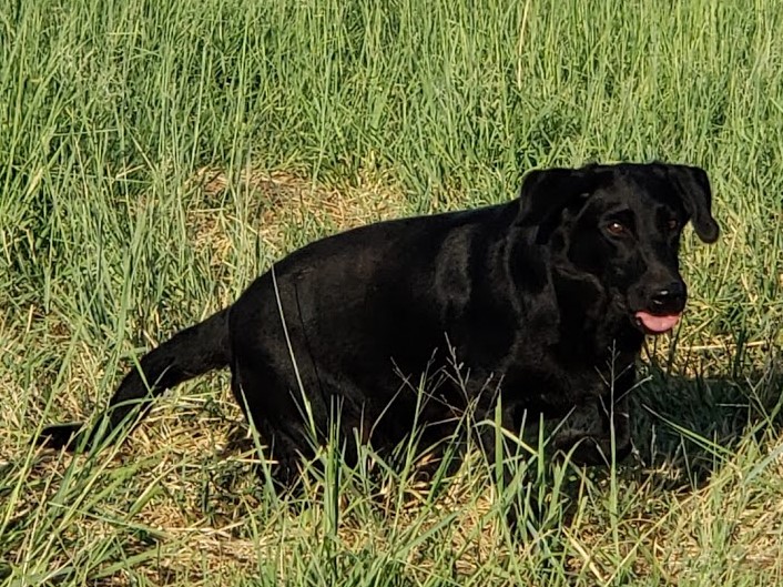 HR Royal Gypsie Dreamer | Black Labrador Retriver