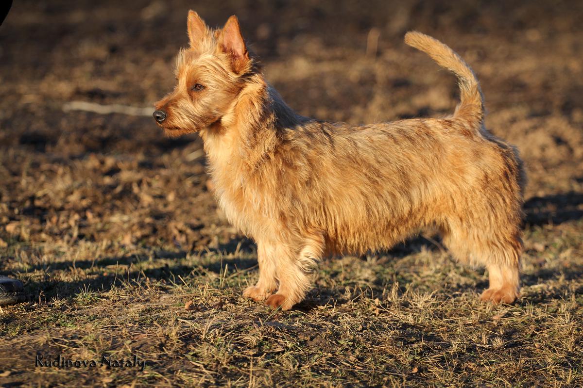 Emili iz Zvezdnogo Grafstva | Australian Terrier 
