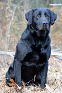 GRHRCH Dblplay's B.c. Moonshine Runner MH | Black Labrador Retriver